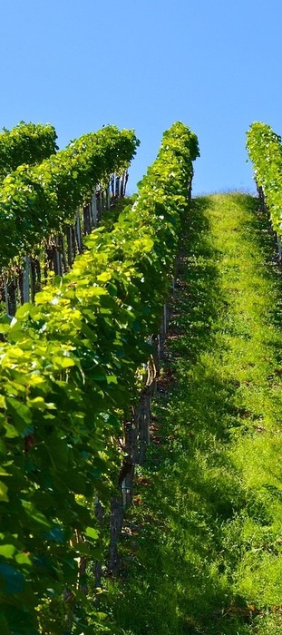 Gebet von Papst Franziskus zum Jubiläum / pixabay PIRO Gebet von Papst Franziskus zum Jubiläum