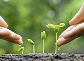 hand nurturing and watering young baby plants growing in germination sequence on fertile soil with natural green background