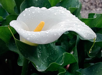 Calla (Zantedeschia) / pixabay
