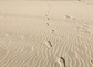 Fußabdrücke in der Wüste / iStock/Alessandro2802 Fußabdrücke in der Wüste
