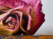 verwelkte Rose / flickr-jon-Bunting