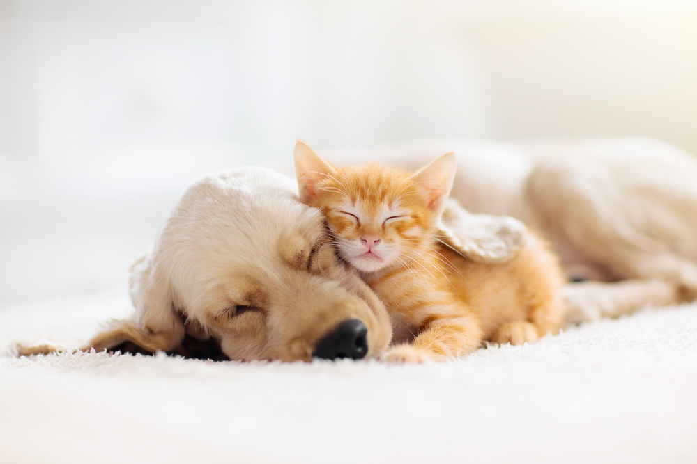 Katze und Hund schlafen gemeinsam / Family Veldman, FamVeld Katze und Hund schlafen gemeinsam