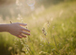 Eine Hand und eine Wiese / iStock/Laszlo Lorik, betyarlaca Hand und Wiese
