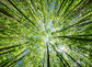 A stunning view of a vibrant forest canopy, illuminated by warm sunlight filtering through lush green leaves