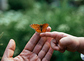 Schmetterling sitzt auf einer Hand. / iStock/EyeEm Mobile GmbH Schmetterling sitzt auf einer Hand.
