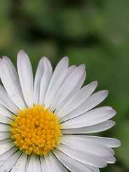 © Hannah Wagner Gänseblümchen